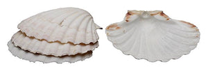 Shell display